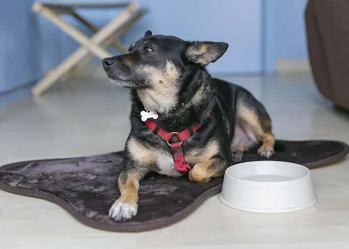 酒店 里米尼科拉洛酒店 3*